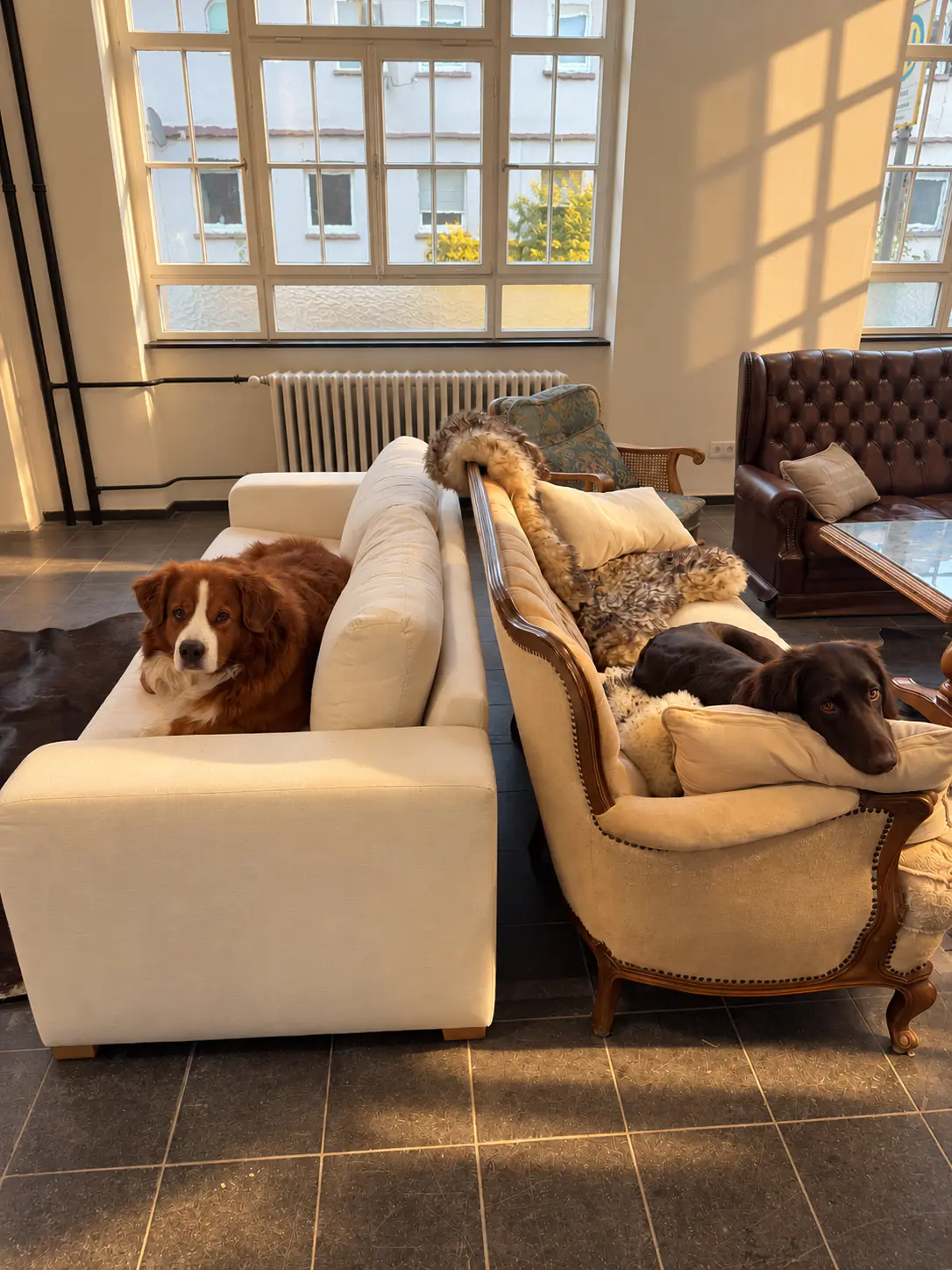 Zwei Bürohunde entspannen auf den Sofas im Headquarter